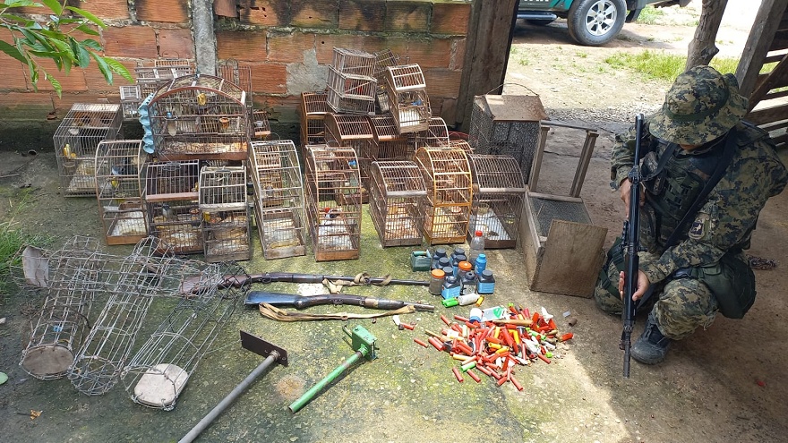 Denúncia leva polícia a apreender cerca de 50 pássaros, material utilizado para caçar animais e armas de fogo